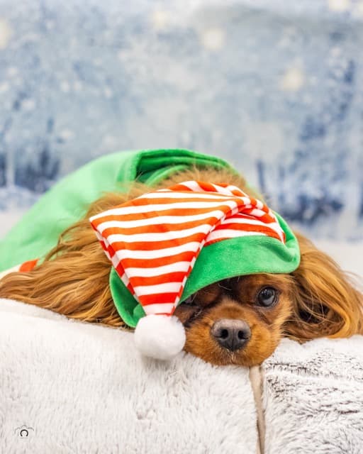 Noëlchien 24   Moyenne